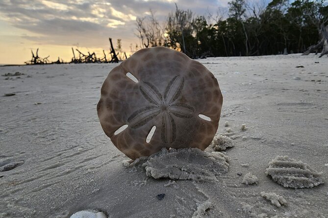 Half Day Private Shelling Dolphin EcoTour in 10 000 Island Marco - Price and Value: $675 for Up to 6 People
