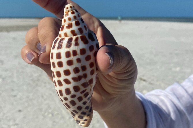 Half Day Shelling Dolphin Eco Tour in 10 000 Island and Marco - 6 Things I’d Plan Around on This Dolphin + Shell Tour