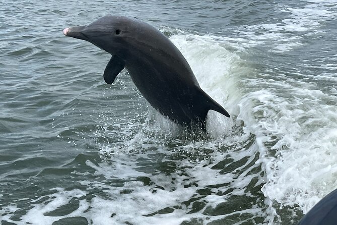 Half Day Shelling Dolphin Eco Tour in 10 000 Island and Marco - The 10,000 Islands Feel: Why This Half-Day Works