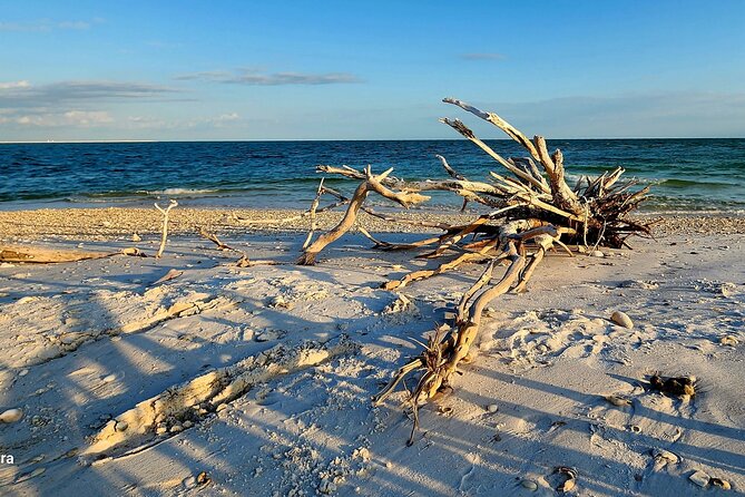 Half Day Shelling Dolphin Eco Tour in 10 000 Island and Marco - Dolphins, Mangroves, and Birds: The Ride Is Part of the Adventure