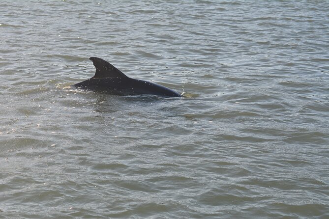 Half Day Shelling Dolphin Eco Tour in 10 000 Island and Marco - What to Pack: Swim Shoes, Warm Layers, and Shell-Friendly Habits