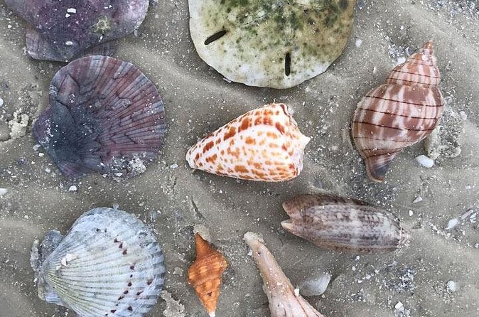 Half-Day Super Shelling Tour - Price and value: what $199 buys you