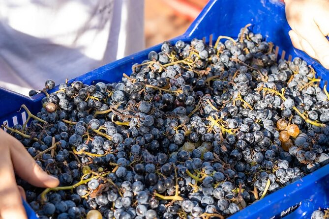 Harvest Like a Local: Grape Stomping with Wine Pairing Lunch - Price and value: does $120.15 make sense for what you get?