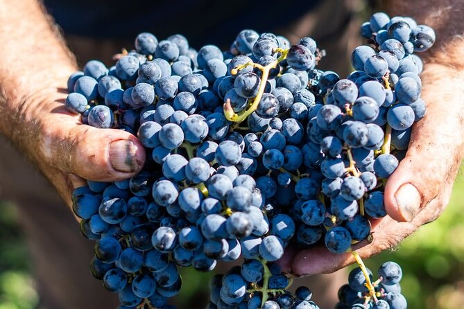 Harvest Like a Local: Grape Stomping with Wine Pairing Lunch - Who should book this (and who might not love it)