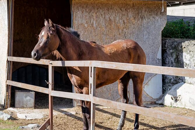 Horseback Riding on Mt. Vesuvius with Wine Tasting and Dinner - Meeting in Pompeii: Magma H24 and a smooth start