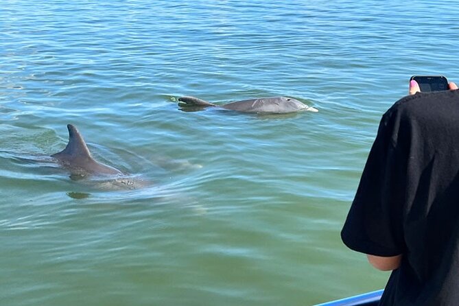Island Paradise: Dolphin, Shelling, Birding Eco Boat Tour - Rookery Bay Preserve Mangroves: Birding Habitat in Motion