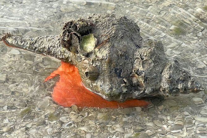 Island Paradise: Dolphin, Shelling, Birding Eco Boat Tour - Shelling Time on the Beach: Gear Included, Results Vary by Tide