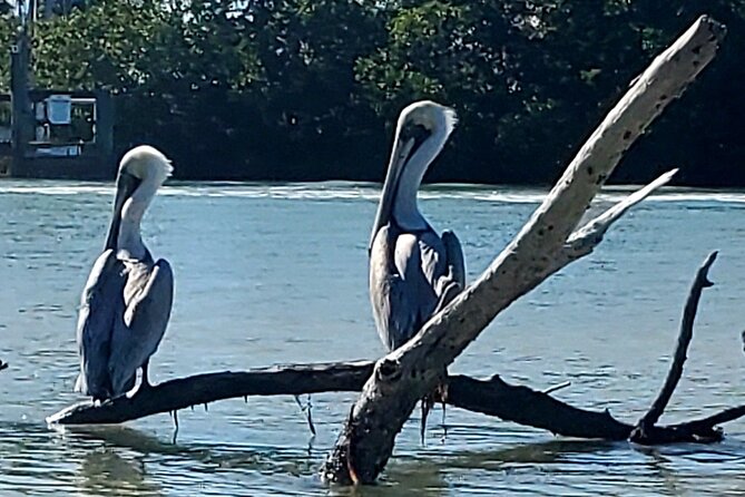 Kayak and SUP Rentals - Big Hickory Island - Fort Myers Beach, FL - Wildlife chances: shorebirds, dolphins, and manatees (March–October)