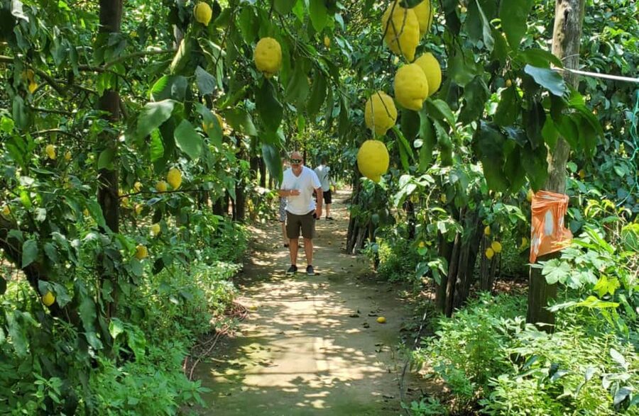 Lemon Grove Walk, Tastings, Aperitivo & Open Bar in Sorrento - Terrace aperitivo with sea views: focaccia, cookies, and the Gulf of Naples