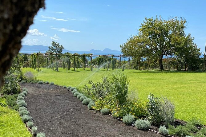 Lunch & Wine Tasting in the National Park of Mt Vesuvius - A Vesuvius-Slope Lunch: What You’re Really Buying
