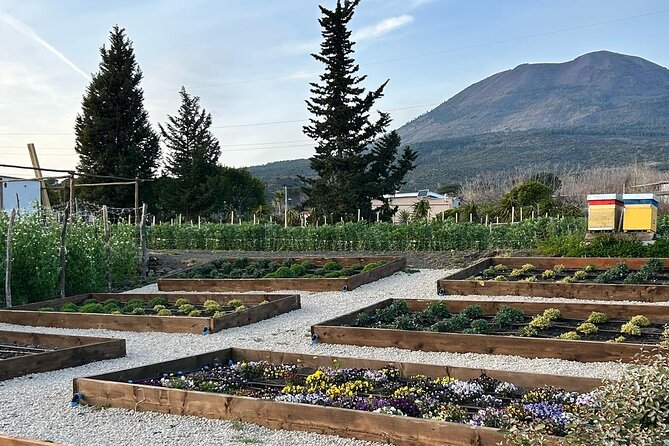 Lunch & Wine Tasting in the National Park of Mt Vesuvius - The Deluxe Lunch Menu: Charcuterie, Ravioli, and Lemon Pie