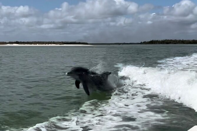 Manatee, Dolphin, and 10,000 Islands Eco Beach Tour by Boat - Naples to the Everglades and the 10,000 Islands: a tight 3-hour format
