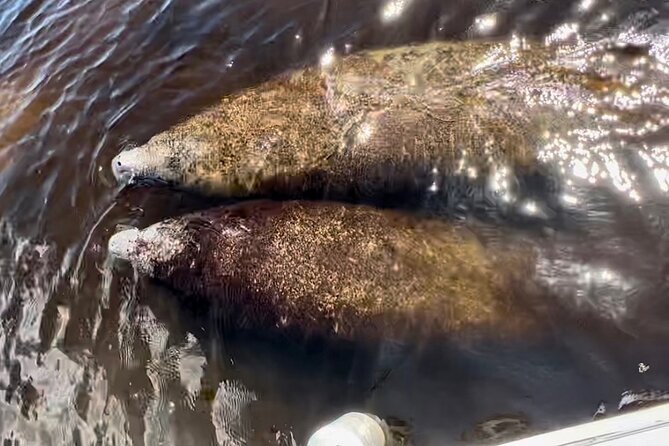 Manatee, Dolphin, and 10,000 Islands Eco Beach Tour by Boat - The 10,000 Islands crossing: dolphins in your wake can be the highlight