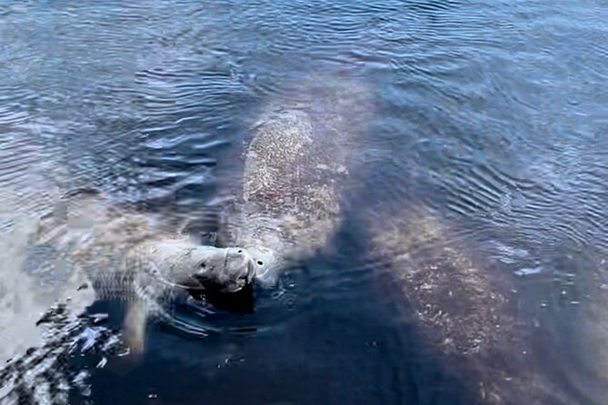Manatee, Dolphin, and 10,000 Islands Eco Beach Tour by Boat - White-sand beach time on an uninhabited island: shelling and swimming with time to breathe