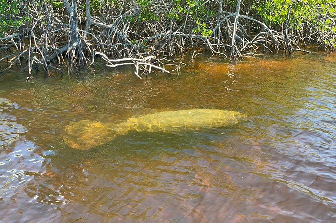 Manatee, Dolphin, and 10,000 Islands Eco Beach Tour by Boat - Boat comfort and speed: what to pack so the ride stays fun