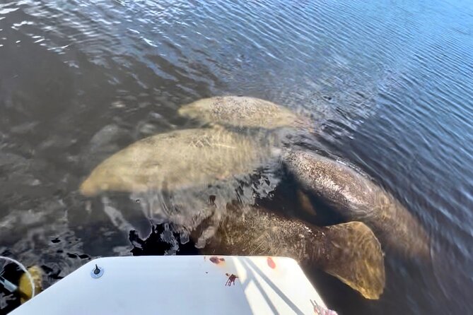 Manatee, Dolphin, and 10,000 Islands Eco Beach Tour by Boat - Captains make a big difference: named guides and the vibe on board