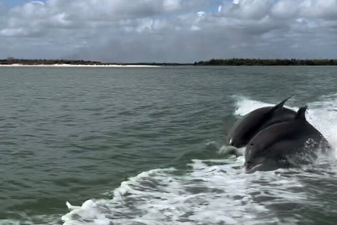 Manatee, Dolphin, and 10,000 Islands Eco Beach Tour by Boat - Down the Faka Union Canal: birds, mangroves, and alligator country