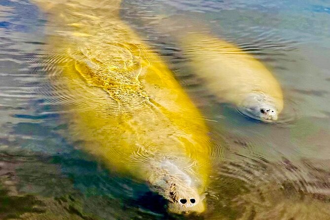 Manatee, Dolphin and 10,000 Islands Sunset Cruise! - The 3-hour format that makes this cruise easy to fit
