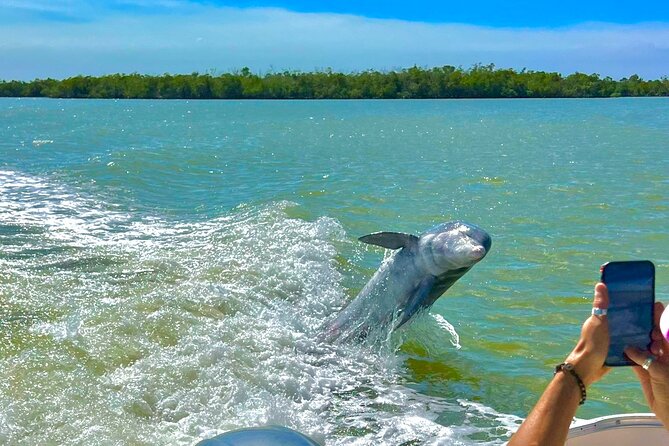 Manatee, Dolphin and 10,000 Islands Sunset Cruise! - Stop 1: Port of the Islands Marina wildlife watch (45 minutes)