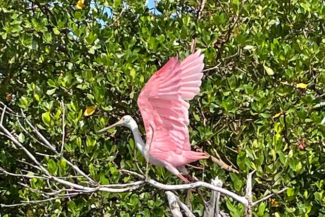 Manatee, Dolphin and 10,000 Islands Sunset Cruise! - Ten Thousand Islands National Wildlife Refuge at sunset (1.5 hours)