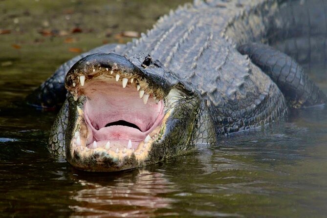 Manatee, Dolphin and 10,000 Islands Sunset Cruise! - How the included gear improves what you see