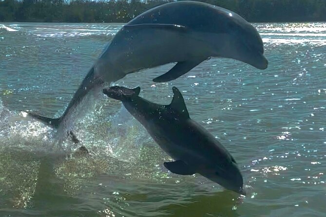 Manatee, Dolphin and 10,000 Islands Sunset Cruise! - Price and value: what you’re really paying for