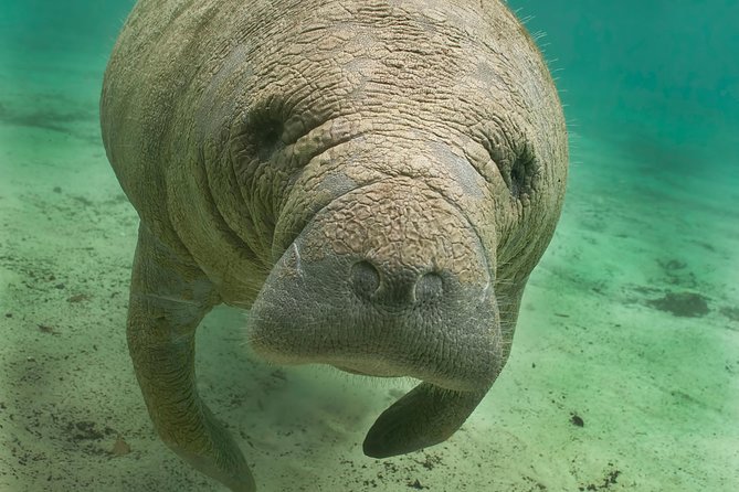 Manatee Sightseeing and Wildlife Boat Tour - Key Things That Make This Tour Work