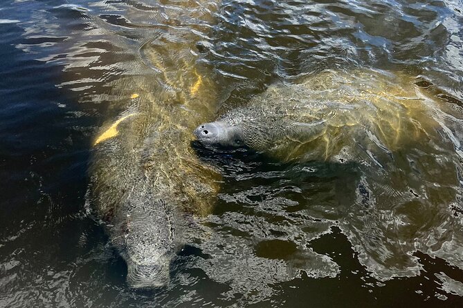Manatee Sightseeing and Wildlife Boat Tour - The Real Appeal: Wildlife Viewing With a Captain Who Reads the Water