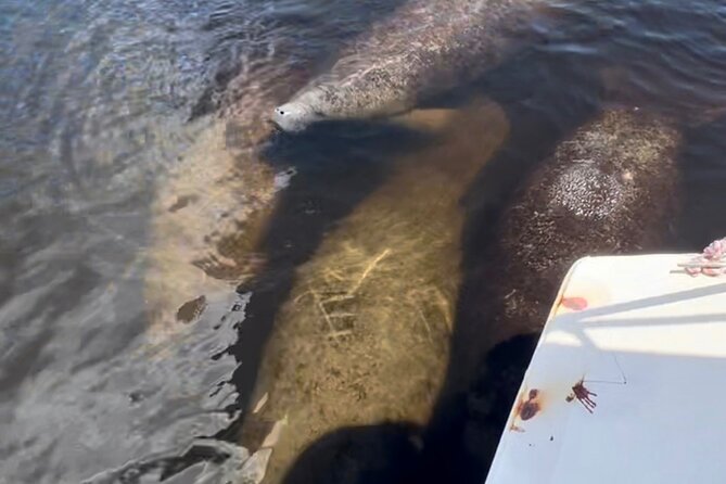 Manatee Sightseeing and Wildlife Boat Tour - Polarized Sunglasses and Phone Filters: The Photo Upgrade That Actually Helps