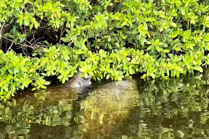 Manatee Sightseeing and Wildlife Boat Tour - Wildlife Beyond Manatees: Birds, Alligators, and the Occasional Surprise