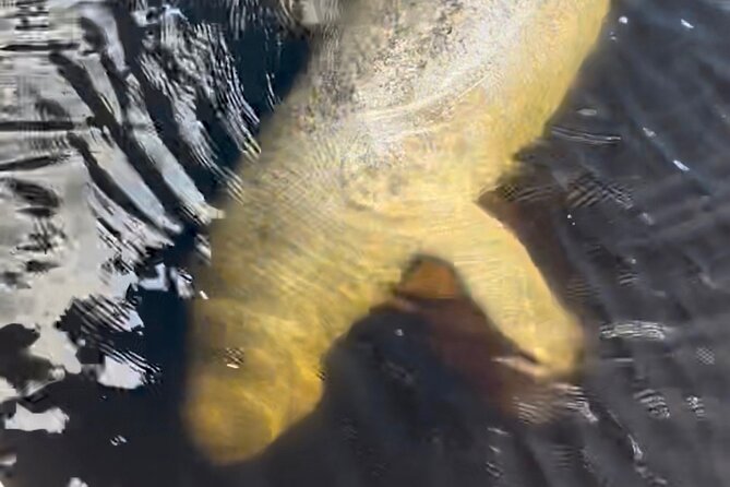 Manatee Sightseeing and Wildlife Boat Tour - The Covered Boat Advantage: Comfort Without Losing the Wildlife Focus