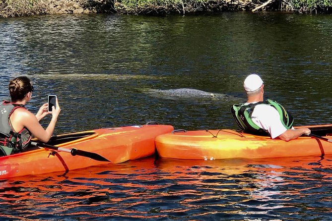 Manatees and Mangrove Tunnels Small Group Kayak Tour - Price and Value: Is $95 Worth It?