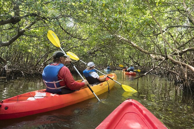 Mangrove Tunnels Kayak Tour (Photographer Included)- Marco Island - Wildlife spotting targets: what to look for (and when)