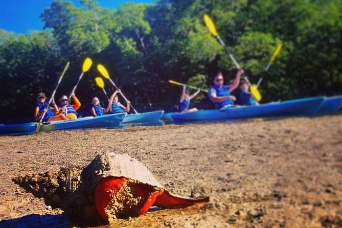 Mangrove Tunnels & Mudflats Kayak Tour - Local Biologist Guides - What’s included, and what you should bring yourself