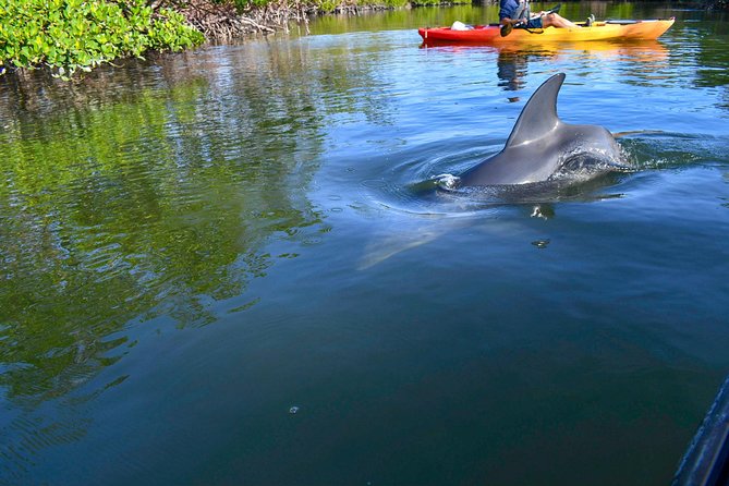 Mangrove Tunnels & Mudflats Kayak Tour - Local Biologist Guides - Pacing, fitness level, and kayak comfort for first-timers