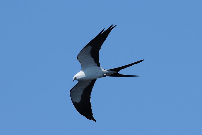 Marco Island 2 hour Dolphin, Birding and Shelling tour - Wildlife viewing: what you can reasonably hope to see