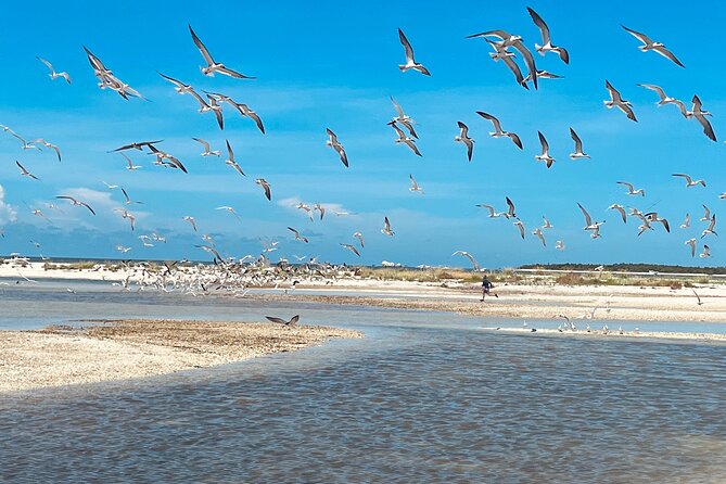 Marco Island and 10,000 Islands Sightseeing with Dolphin Tour - The Island Shell Pause (and Other Small Surprises)