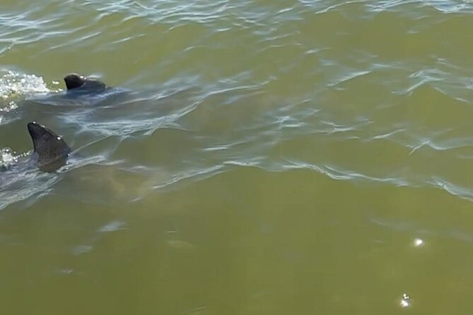Marco Island Dolphin & Eco Tour – Private 2 Hour Wildlife Cruise - Dolphins, Manatees, and the Real Meaning of a Small Boat