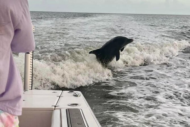 Marco Island Dolphin & Eco Tour – Private 2 Hour Wildlife Cruise - The Beach Stop on a Secluded Barrier Island