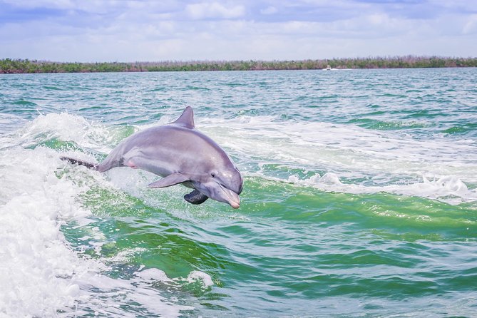 Marco Island Dolphin Sightseeing Tour - Goodland Boating Park timing: the part that can make or break your trip