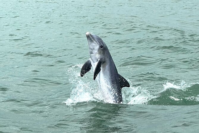 Marco Island Dolphin Watching & Tubing Adventure - Price and value: what $575 for a private group buys