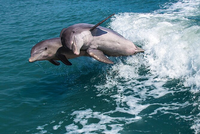 Marco Island Dolphin Watching & Tubing Adventure - Tubing in calm, shallow waters: the fun break you came for