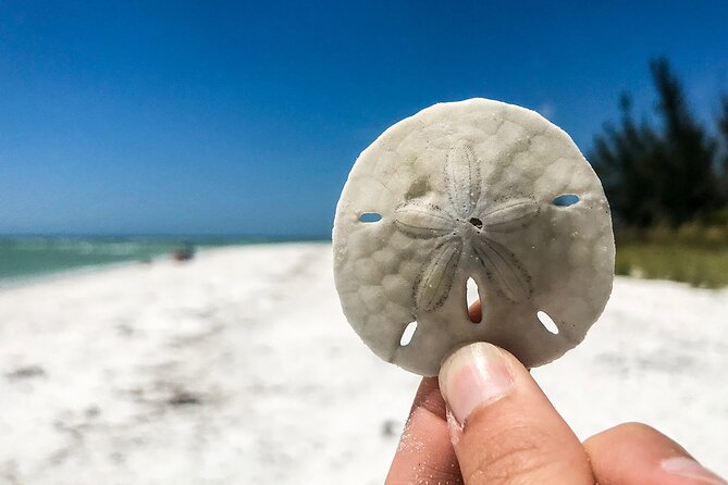Marco Island Private Tubing, Dolphin Watching and Shelling Tour - Who This Tour Fits Best (and Who Might Skip It)