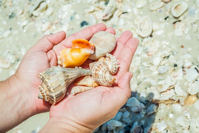 Marco Island Wildlife Sightseeing and Shelling Tour - Shelling at Cape Romano: how the shoreline time actually works