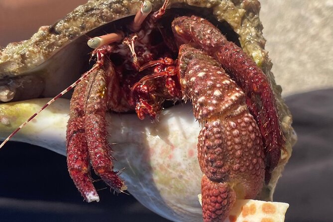 Marco Island Wildlife Sightseeing and Shelling Tour - What to bring and how to think about comfort