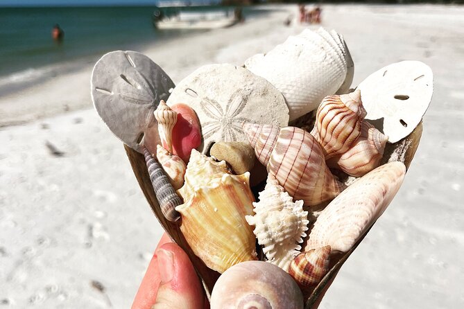 Marco Island Wildlife Sightseeing and Shelling Tour - Who should book this tour (and who should choose differently)
