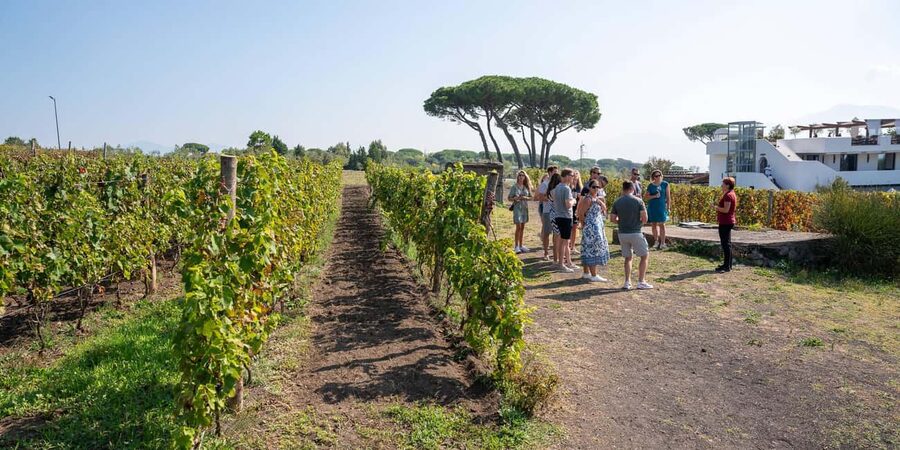 Mount Vesuvius: Vineyards Tour with Wine Tasting and Lunch - Price and value: $73 for wine, food, and a real plan