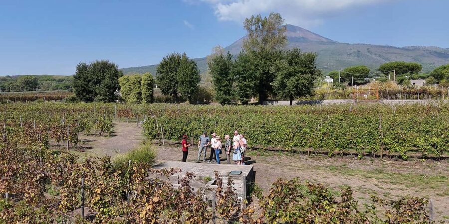 Mount Vesuvius: Vineyards Tour with Wine Tasting and Lunch - Should you book the Mount Vesuvius wine tasting with lunch?