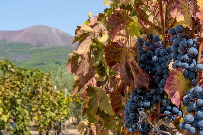 Mt. Vesuvius Tour from Naples with Lunch at a Vineyard Included - Key things to know before you go