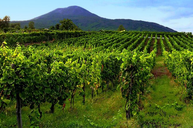 Mt. Vesuvius Tour from Naples with Lunch at a Vineyard Included - Lunch with wine tasting: what you’re really paying for